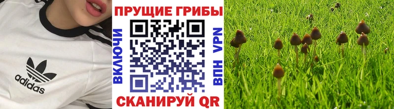наркошоп Подольск Псилоцибиновые грибы GOLDEN TEACHER